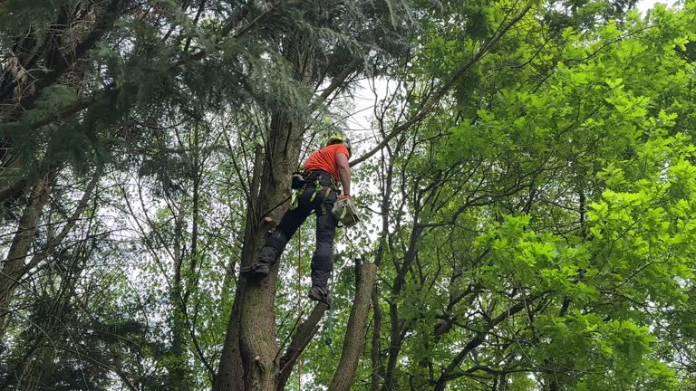 How Our Tree Care Process Works  in  Rouse, CA